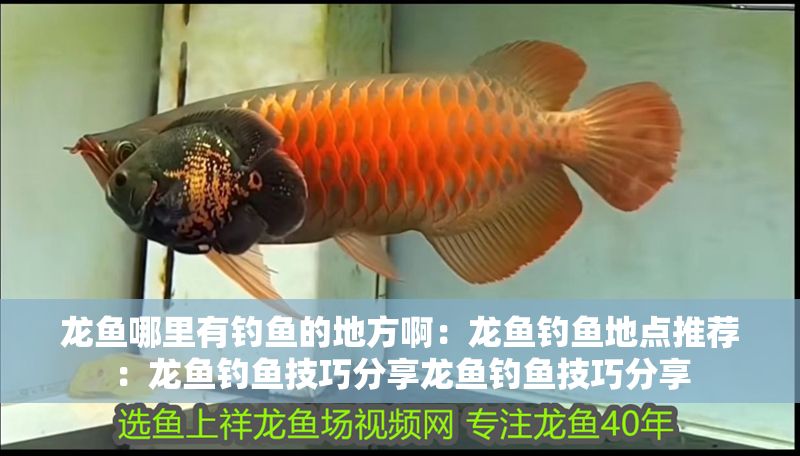 龍魚哪里有釣魚的地方啊：龍魚釣魚地點(diǎn)推薦：龍魚釣魚技巧分享龍魚釣魚技巧分享