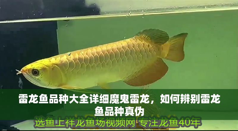 雷龍魚(yú)品種大全詳細(xì)魔鬼雷龍，如何辨別雷龍魚(yú)品種真?zhèn)? title=
