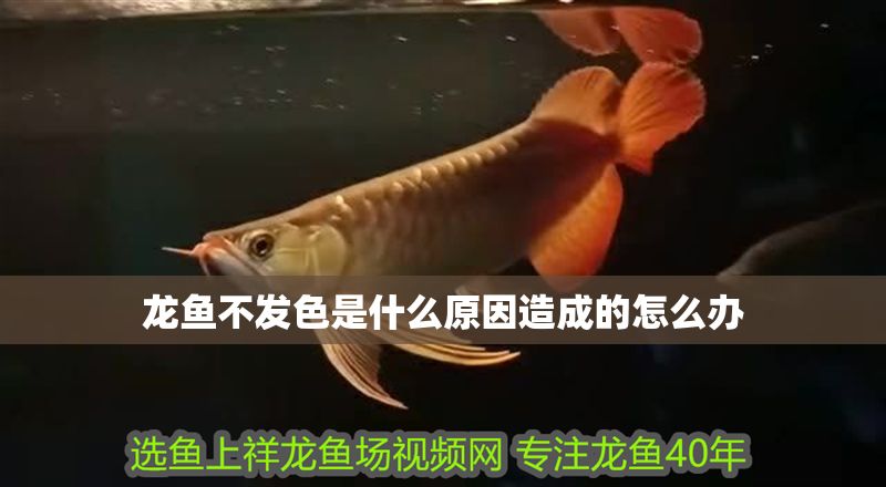 龍魚不發(fā)色是什么原因造成的怎么辦 龍魚百科 第2張 龍魚不發(fā)色是什么原因造成的怎么辦 龍魚不發(fā)色是什么原因造成的怎么辦 龍魚百科 第2張