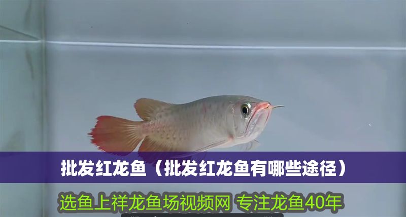 批發(fā)紅龍魚（批發(fā)紅龍魚有哪些途徑）