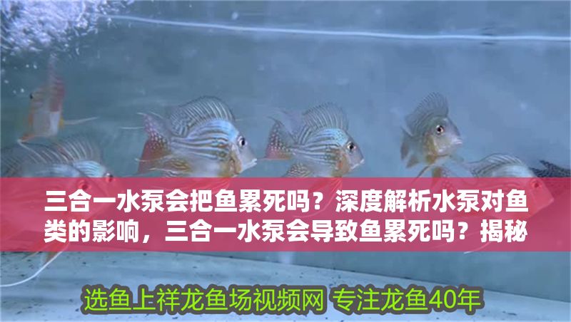三合一水泵會把魚累死嗎？深度解析水泵對魚類的影響，三合一水泵會導致魚累死嗎？揭秘水泵對魚類的實際影響