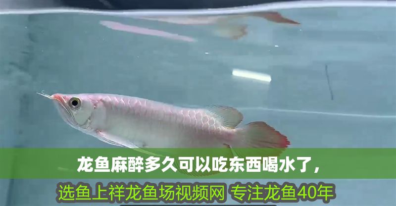 龍魚麻醉多久可以吃東西喝水了， 龍魚麻醉多久可以吃東西喝水了， 龍魚百科 第2張