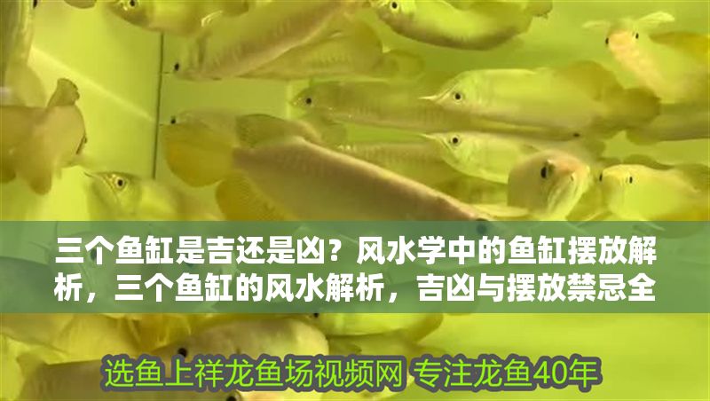 三個魚缸是吉還是兇？風水學中的魚缸擺放解析，三個魚缸的風水解析，吉兇與擺放禁忌全指南