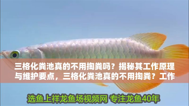 三格化糞池真的不用掏糞嗎？揭秘其工作原理與維護要點，三格化糞池真的不用掏糞？工作原理與維護要點全解析