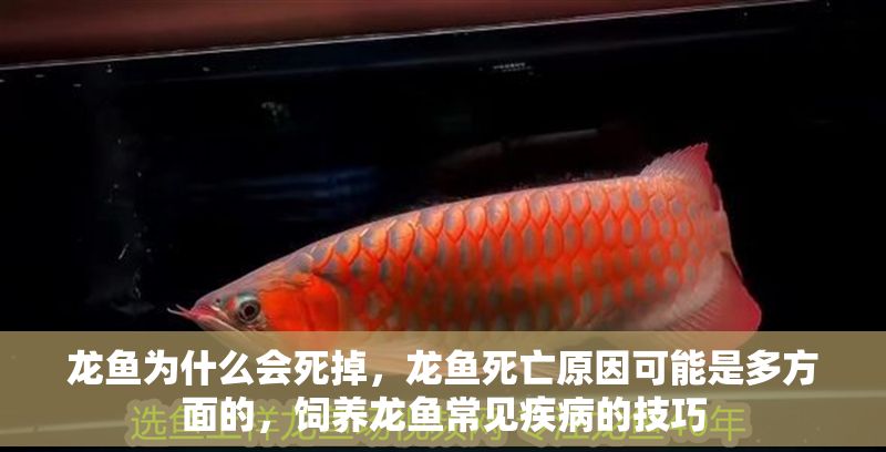 龍魚為什么會死掉，龍魚死亡原因可能是多方面的，飼養龍魚常見疾病的技巧