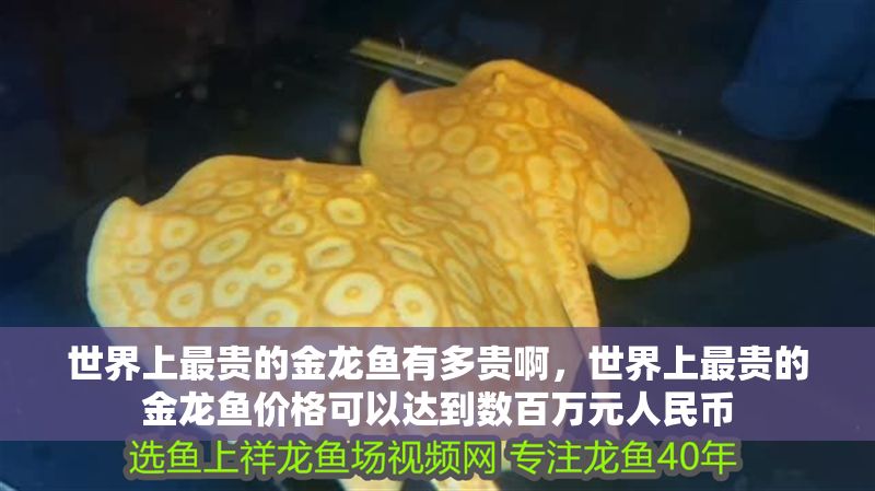 世界上最貴的金龍魚有多貴啊，世界上最貴的金龍魚價格可以達到數百萬元人民幣