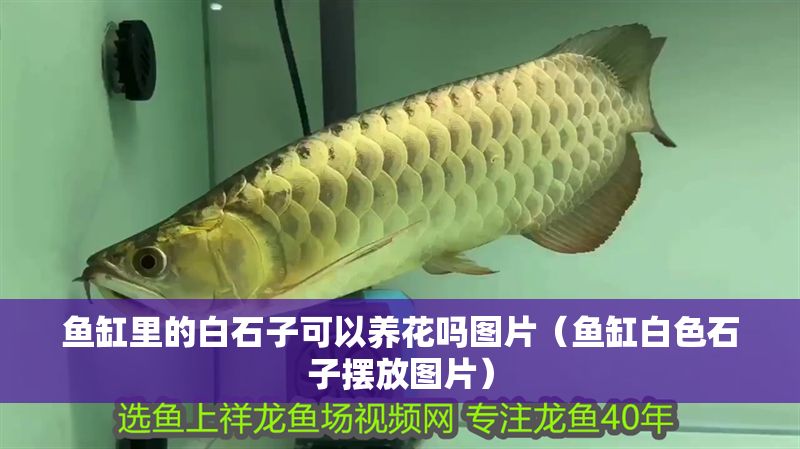 魚缸里的白石子可以養(yǎng)花嗎圖片（魚缸白色石子擺放圖片）