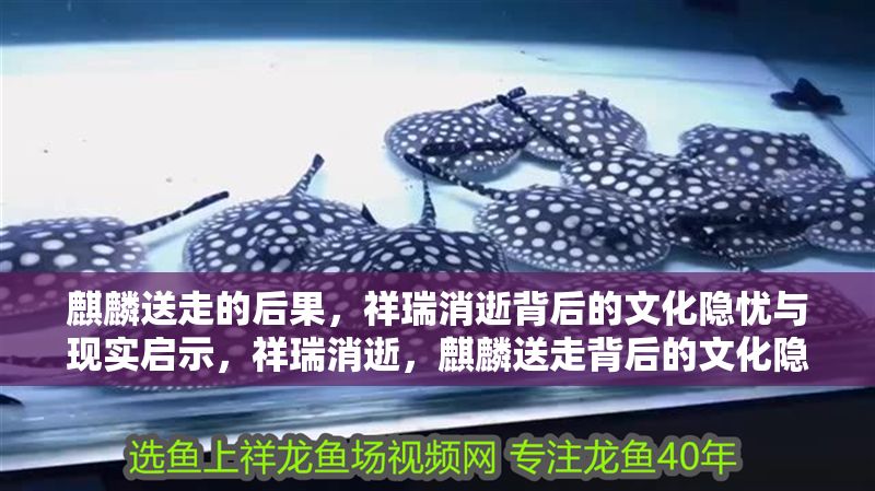 麒麟送走的后果，祥瑞消逝背后的文化隱憂與現實啟示，祥瑞消逝，麒麟送走背后的文化隱憂與現實啟示