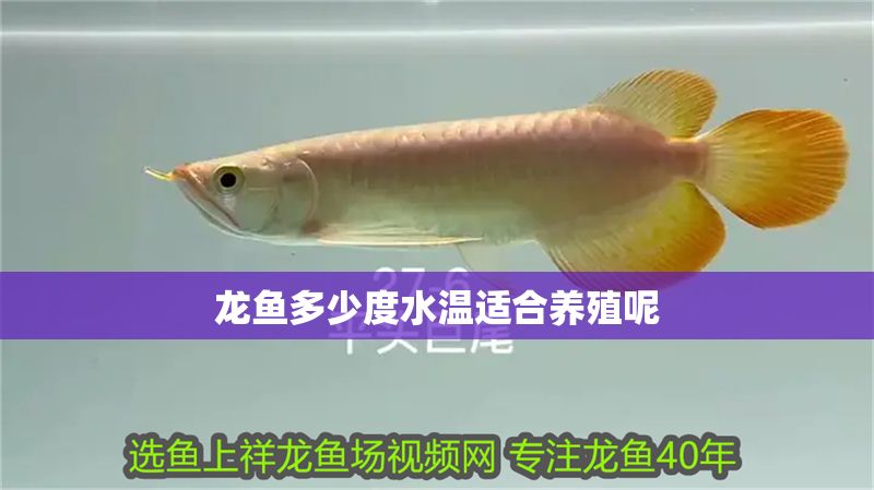 龍魚多少度水溫適合養殖呢