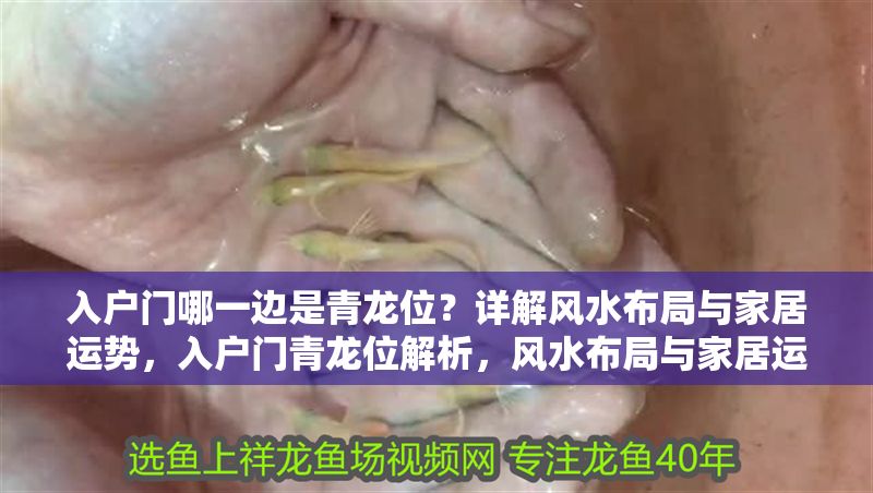 入戶門哪一邊是青龍位？詳解風水布局與家居運勢，入戶門青龍位解析，風水布局與家居運勢指南