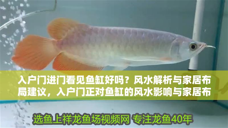 入戶門進(jìn)門看見魚缸好嗎？風(fēng)水解析與家居布局建議，入戶門正對魚缸的風(fēng)水影響與家居布局建議