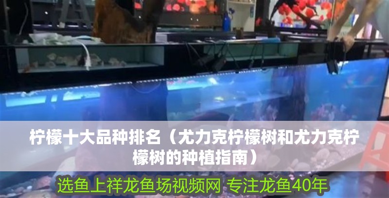 檸檬十大品種排名（尤力克檸檬樹和尤力克檸檬樹的種植指南）