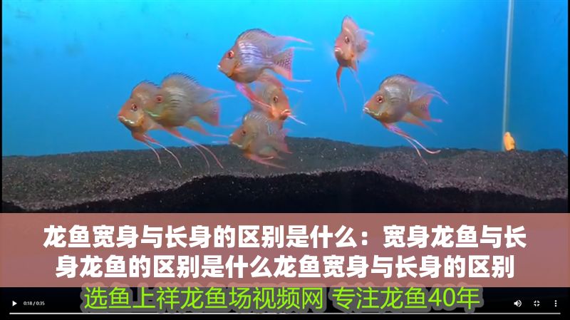 龍魚寬身與長身的區別是什么：寬身龍魚與長身龍魚的區別是什么龍魚寬身與長身的區別