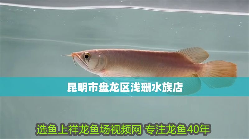 昆明市盤龍區(qū)淺珊水族店