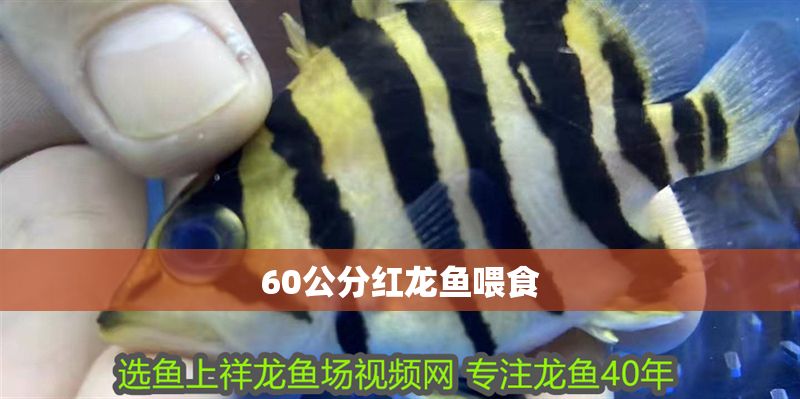 60公分紅龍魚喂食