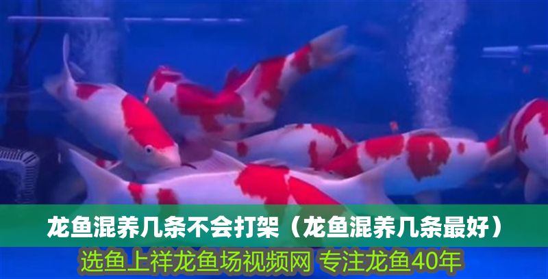 龍魚混養(yǎng)幾條不會打架（龍魚混養(yǎng)幾條最好）