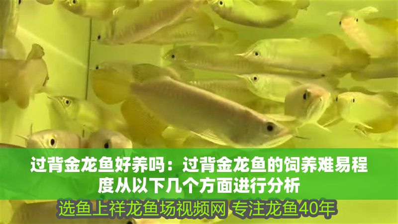 過背金龍魚好養嗎：過背金龍魚的飼養難易程度從以下幾個方面進行分析