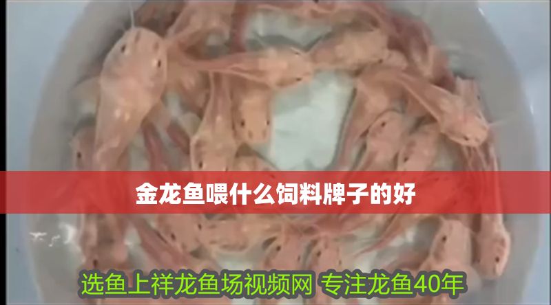 金龍魚(yú)喂什么飼料牌子的好