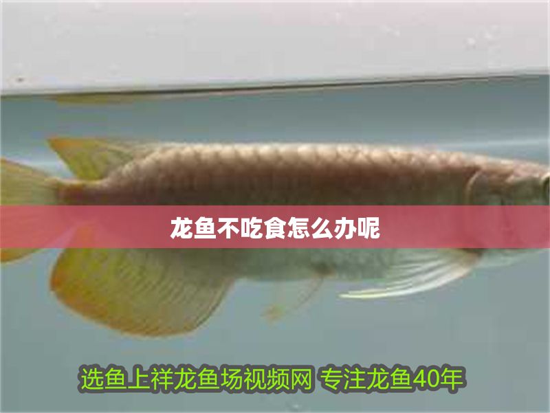 龍魚不吃食怎么辦呢 龍魚不吃食怎么辦呢 龍魚百科 第2張