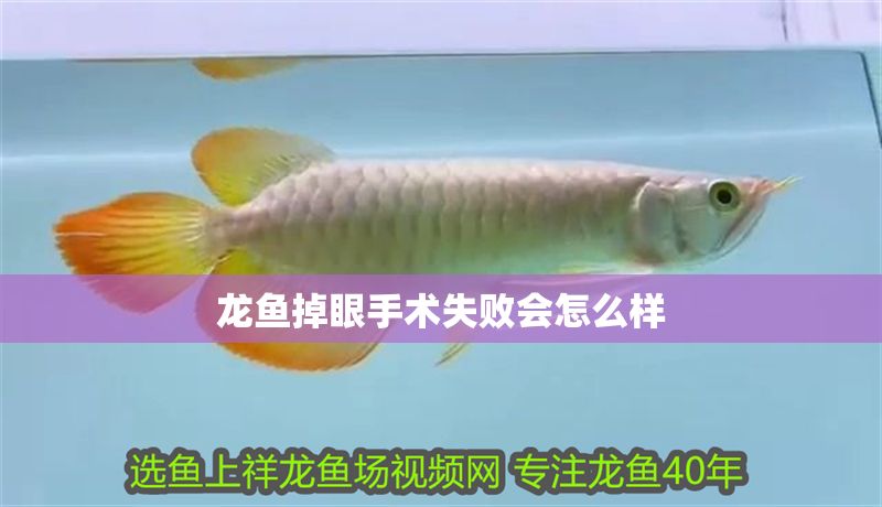 龍魚掉眼手術(shù)失敗會怎么樣
