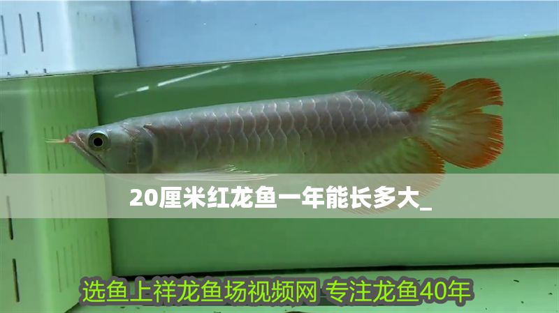 20厘米紅龍魚一年能長多大_