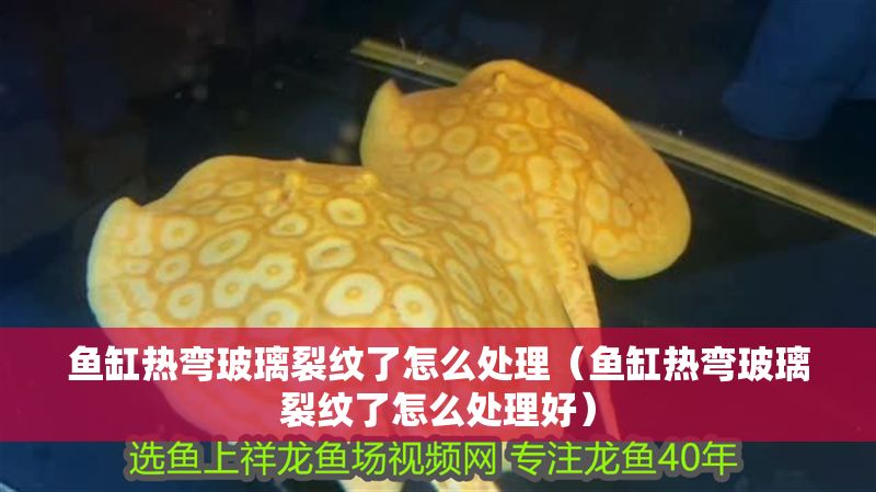 魚缸熱彎玻璃裂紋了怎么處理（魚缸熱彎玻璃裂紋了怎么處理好）