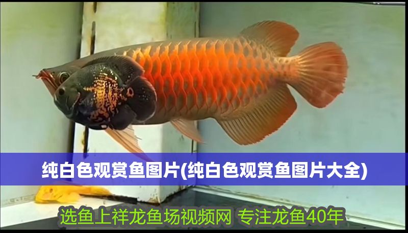 純白色觀賞魚圖片(純白色觀賞魚圖片大全)