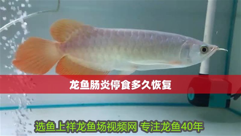 龍魚腸炎停食多久恢復