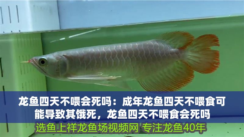 龍魚四天不喂會死嗎：成年龍魚四天不喂食可能導致其餓死，龍魚四天不喂食會死嗎