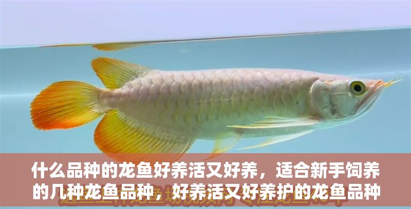 什么品種的龍魚(yú)好養(yǎng)活又好養(yǎng)，適合新手飼養(yǎng)的幾種龍魚(yú)品種，好養(yǎng)活又好養(yǎng)護(hù)的龍魚(yú)品種