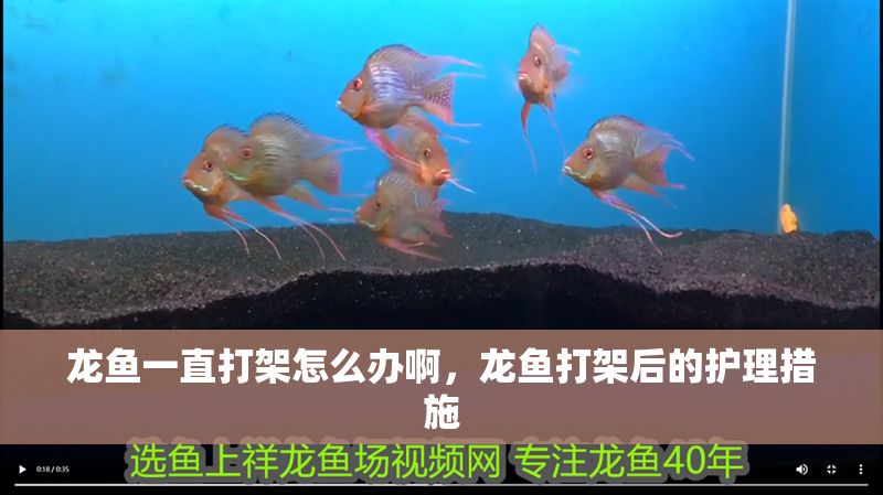龍魚一直打架怎么辦啊，龍魚打架后的護理措施