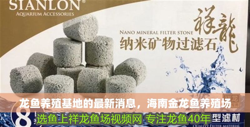龍魚養(yǎng)殖基地的最新消息，海南金龍魚養(yǎng)殖場