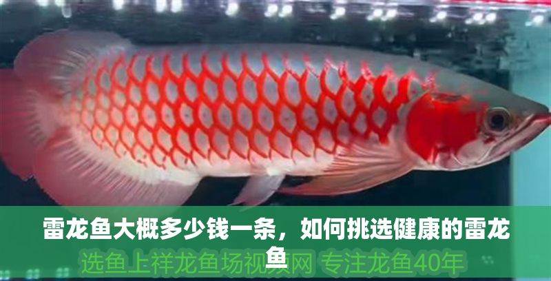 雷龍魚(yú)大概多少錢(qián)一條，如何挑選健康的雷龍魚(yú)