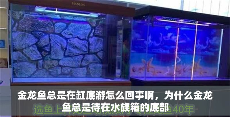 金龍魚總是在缸底游怎么回事啊，為什么金龍魚總是待在水族箱的底部