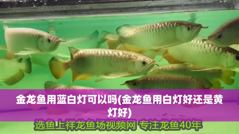 金龍魚用藍白燈可以嗎(金龍魚用白燈好還是黃燈好)