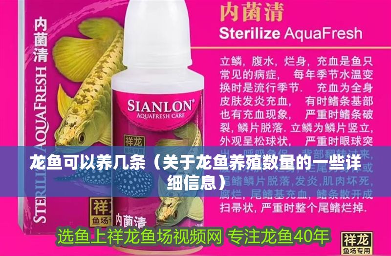 龍魚可以養幾條（關于龍魚養殖數量的一些詳細信息）