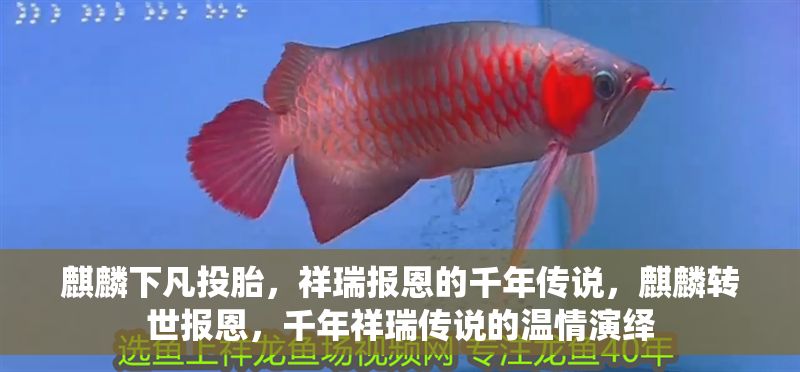 麒麟下凡投胎，祥瑞報恩的千年傳說，麒麟轉世報恩，千年祥瑞傳說的溫情演繹 麒麟下凡投胎，祥瑞報恩的千年傳說，麒麟轉世報恩，千年祥瑞傳說的溫情演繹 龍魚百科 第1張