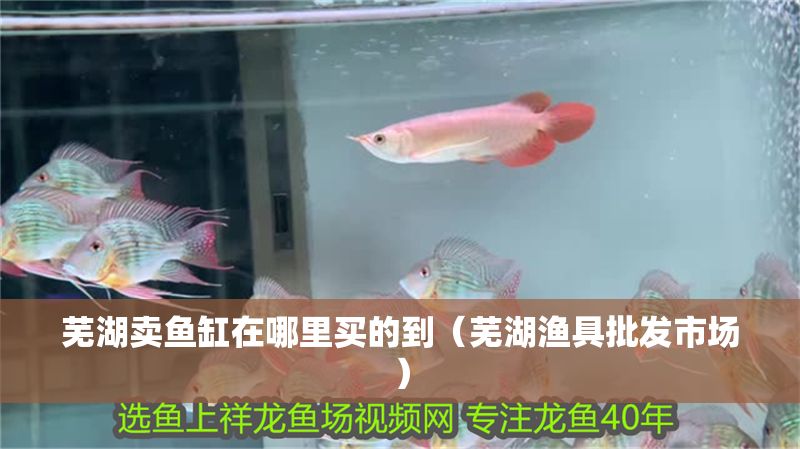 蕪湖賣魚缸在哪里買的到（蕪湖漁具批發市場）