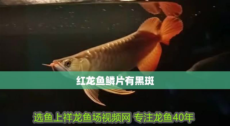 詳細閱讀:紅龍魚鱗片有黑斑 紅龍魚鱗片有黑斑
