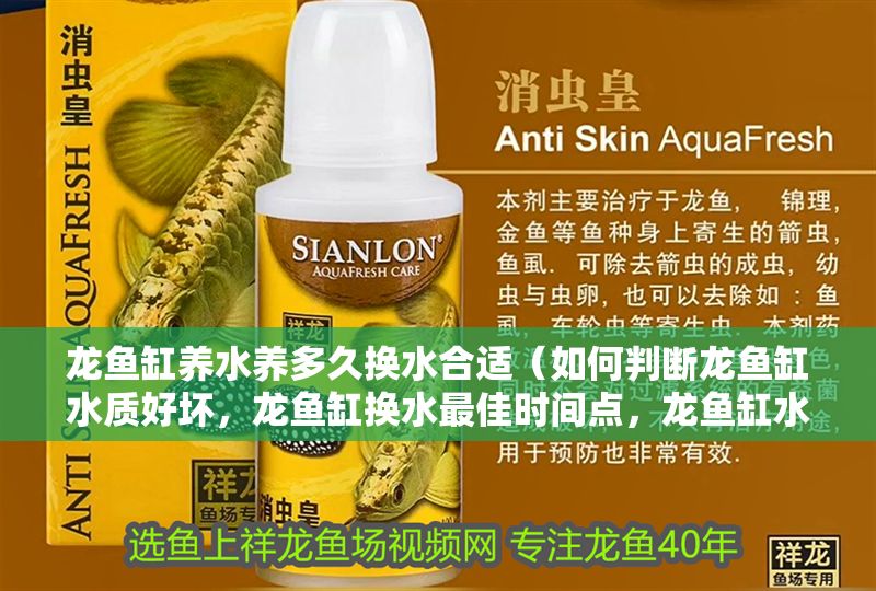 龍魚缸養(yǎng)水養(yǎng)多久換水合適（如何判斷龍魚缸水質(zhì)好壞，龍魚缸換水最佳時間點，龍魚缸水質(zhì)維護技巧分享）