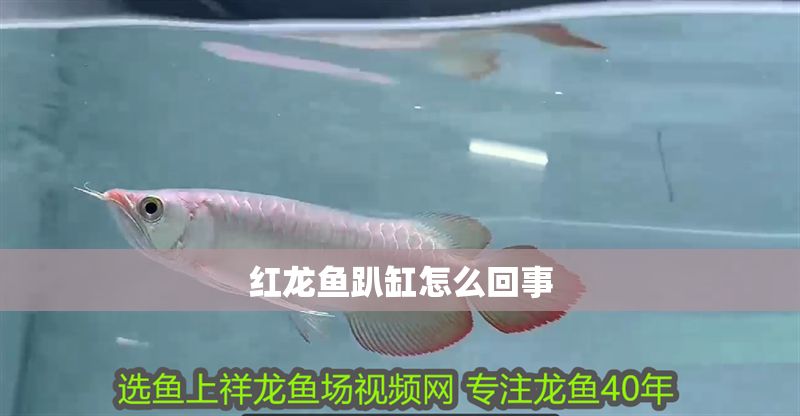 紅龍魚趴缸怎么回事
