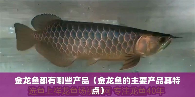 金龍魚都有哪些產品（金龍魚的主要產品其特點）