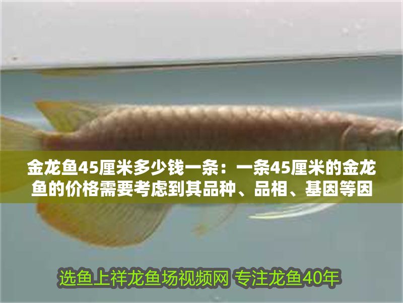金龍魚45厘米多少錢一條：一條45厘米的金龍魚的價格需要考慮到其品種、品相、基因等因素