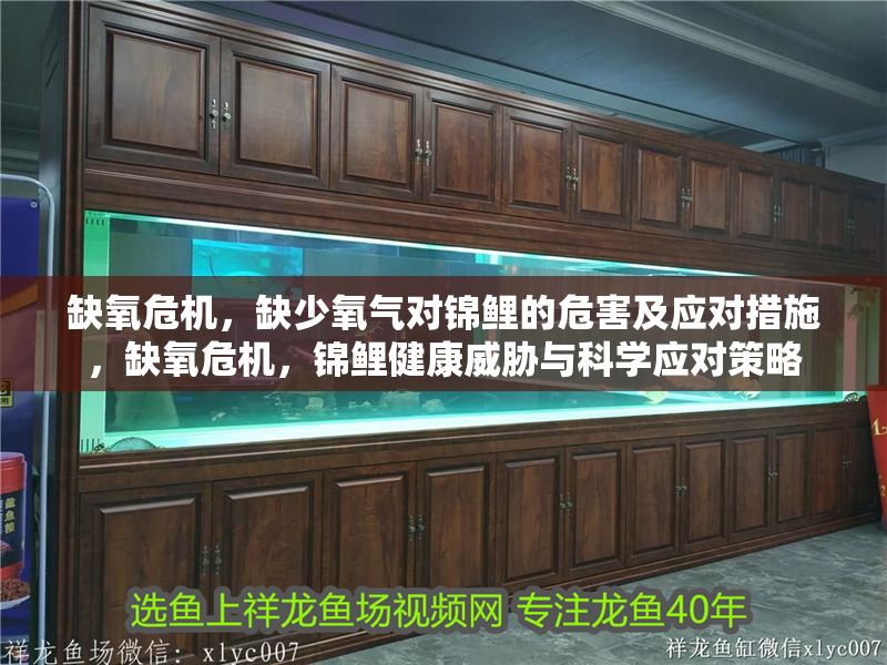 缺氧危機，缺少氧氣對錦鯉的危害及應對措施，缺氧危機，錦鯉健康威脅與科學應對策略