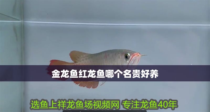 金龍魚紅龍魚哪個名貴好養