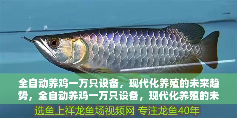 全自動養雞一萬只設備，現代化養殖的未來趨勢，全自動養雞一萬只設備，現代化養殖的未來趨勢