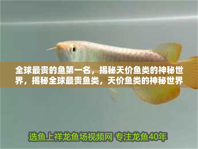 全球最貴的魚第一名，揭秘天價魚類的神秘世界，揭秘全球最貴魚類，天價魚類的神秘世界