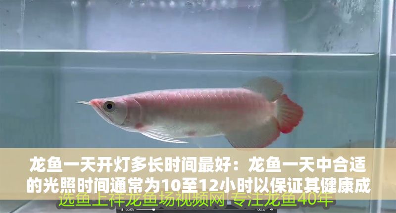 龍魚一天開燈多長時間最好：龍魚一天中合適的光照時間通常為10至12小時以保證其健康成長