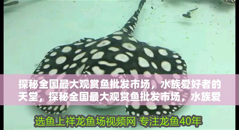 探秘全國最大觀賞魚批發市場，水族愛好者的天堂，探秘全國最大觀賞魚批發市場，水族愛好者的天堂