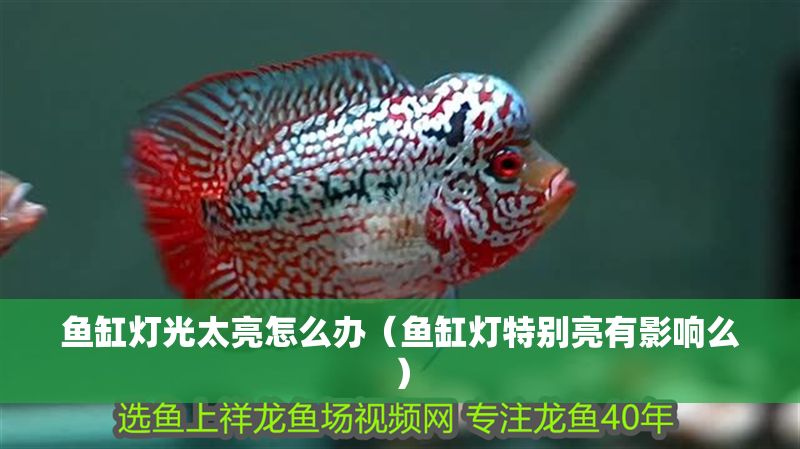 魚缸燈光太亮怎么辦（魚缸燈特別亮有影響么）